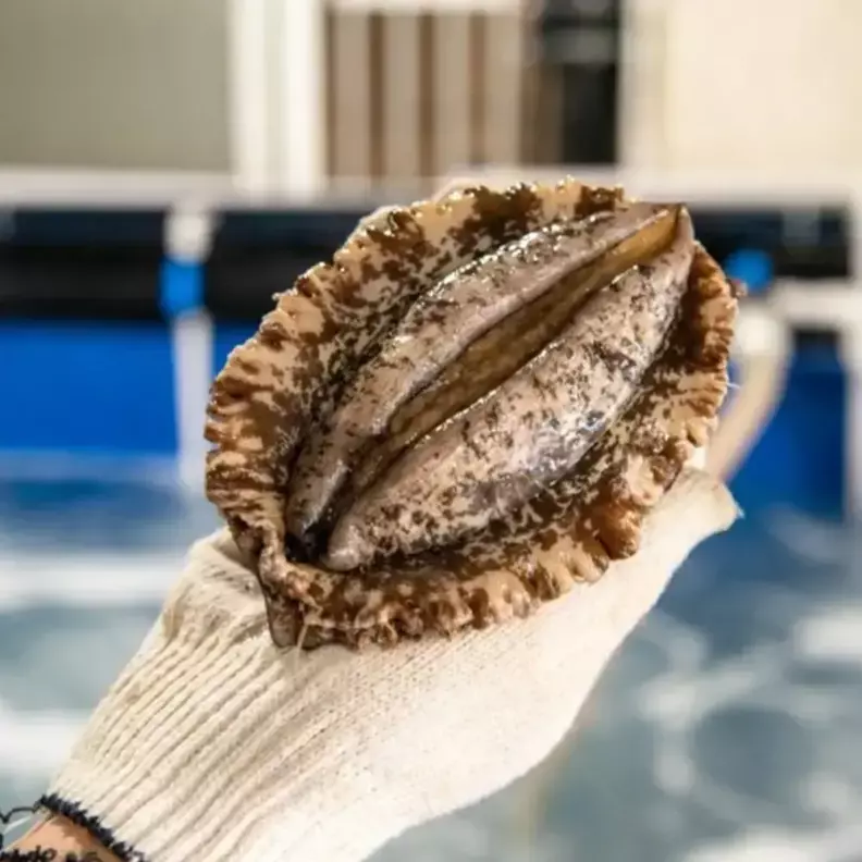 완도 활전복 7-8미 1kg 살아서도착 +손질도구 선물용 가격 비교 완도 활전복 7-8미 1kg 살아서도착 +손질도구 선물용