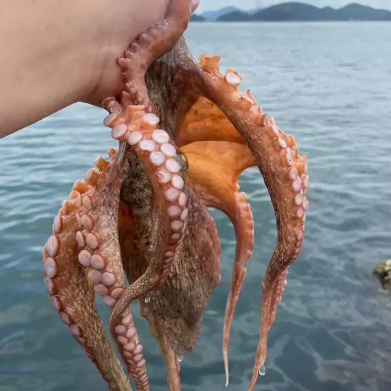 최상급 완도 자연산 돌문어 국내산 제수용 1kg (1-3마리) 가격 추이 청담수산 최상급 완도 자연산 돌문어 국내산 제수용 1kg (1-3마리) - 최저가 20,570원