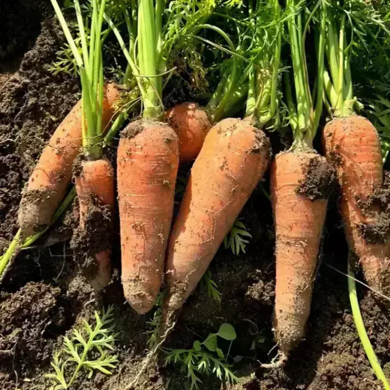 아삭달큰 국내산 제주 구좌 햇 흙당근 5kg (왕) 가격 추이 봉이네 아삭달큰 국내산 제주 구좌 햇 흙당근 5kg (왕) - 최저가 6,890원